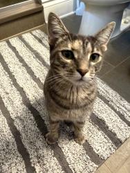 Reunited Unknown Cat last seen Ida Lane and willow, Elmhurst, IL 60126