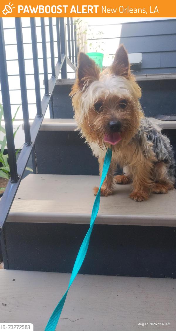 Found/Stray Male Dog last seen France st, New Orleans, LA 70117