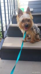 Found/Stray Male Dog last seen France st, New Orleans, LA 70117