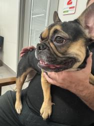 Found/Stray Female Dog last seen 59th Ave and Thinderbird, Glendale, AZ 85306