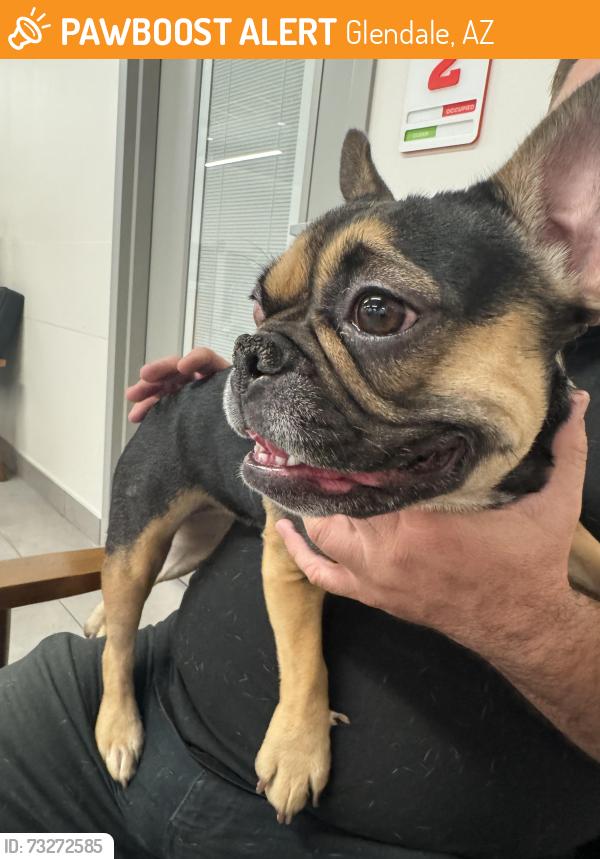 Found/Stray Female Dog last seen 59th Ave and Thinderbird, Glendale, AZ 85306