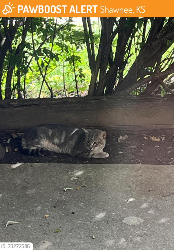 Found/Stray Unknown Cat last seen 55th and Nolan, Shawnee, KS 66216