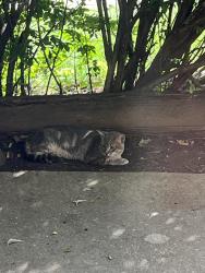 Found/Stray Unknown Cat last seen 55th and Nolan, Shawnee, KS 66216