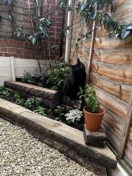 Reunited Male Cat last seen Haringey station area (7 min walk), Greater London, England 