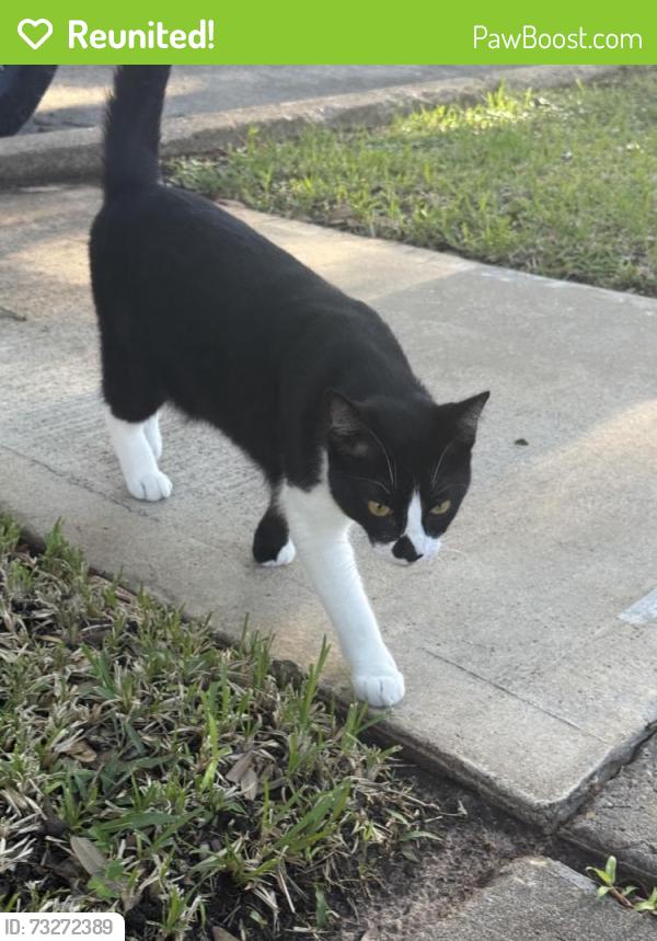 Reunited Unknown Cat last seen Austin Parkway Neighborhood (Sugarland TX), Sugar Land, TX 77479