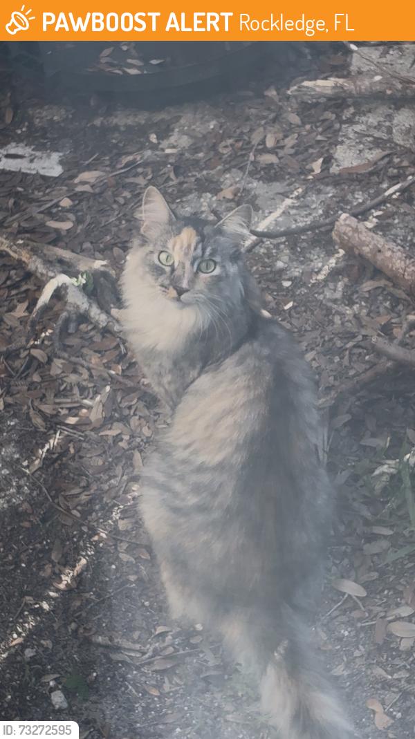 Found/Stray Unknown Cat last seen Pine Cove Rockledge, Rockledge, FL 32955