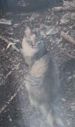Found/Stray Unknown Cat last seen Pine Cove Rockledge, Rockledge, FL 32955