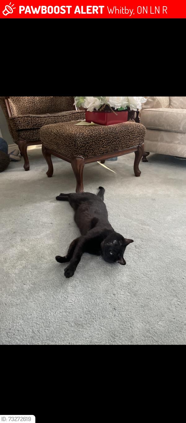 Lost Male Cat last seen Thickson and Manning, Whitby, ON L1N 3R7
