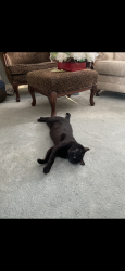 Lost Male Cat last seen Thickson and Manning, Whitby, ON L1N 3R7