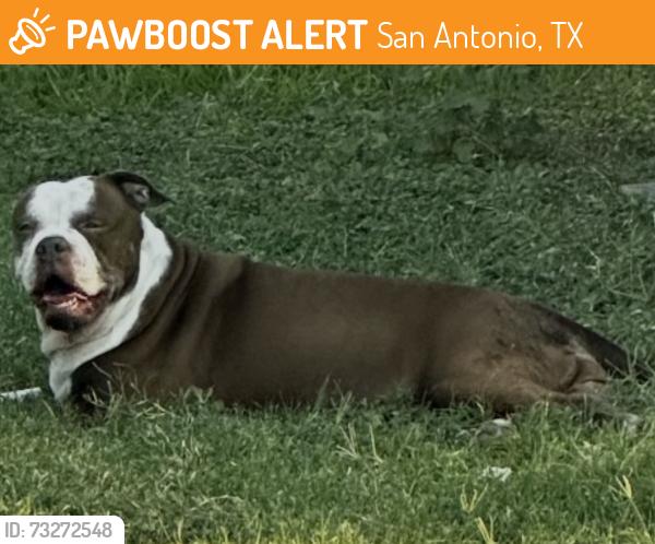 Found/Stray Female Dog last seen Pleasanton Road and Loop 410, San Antonio, TX 78207