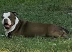 Found/Stray Female Dog last seen Pleasanton Road and Loop 410, San Antonio, TX 78207