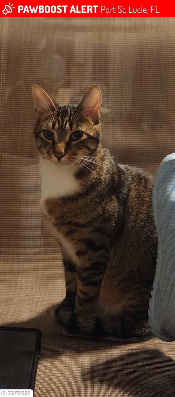 Lost Male Cat last seen Abingdon Ave; Import; Gatlin, Port St. Lucie, FL 34953