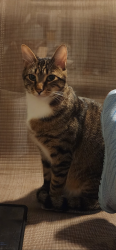 Lost Male Cat last seen Abingdon Ave; Import; Gatlin, Port St. Lucie, FL 34953