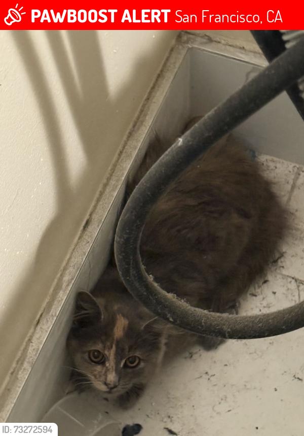 Lost Unknown Cat last seen Powell and Lombard / Joe Dimaggio park, San Francisco, CA 94133