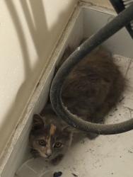 Lost Unknown Cat last seen Powell and Lombard / Joe Dimaggio park, San Francisco, CA 94133