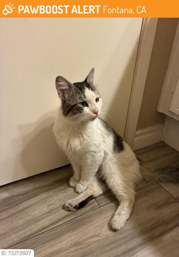 Found/Stray Male Cat last seen North Fontana Landings, Fontana, CA 92336
