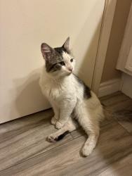 Found/Stray Male Cat last seen North Fontana Landings, Fontana, CA 92336