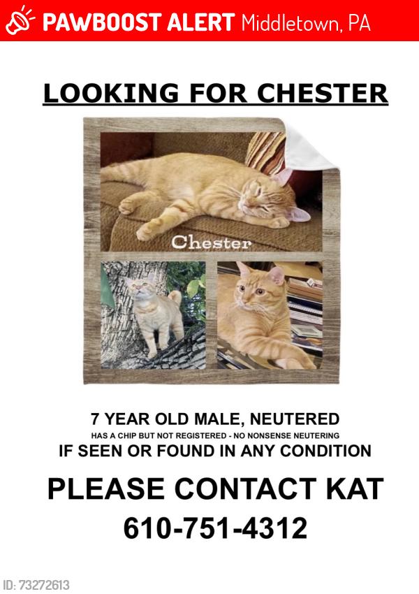 Lost Male Cat last seen 2nd St and Wilson St Bethlehem PA 18020, Middletown, PA 18020