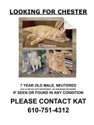 Lost Male Cat last seen 2nd St and Wilson St Bethlehem PA 18020, Middletown, PA 18020