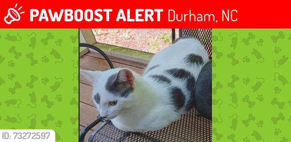 Lost Male Cat last seen West Ridge, Durham, NC 27713