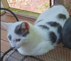 Lost Male Cat last seen West Ridge, Durham, NC 27713