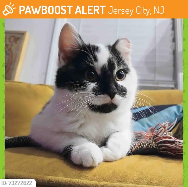 Found/Stray Unknown Cat last seen seaview ave, Jersey City, NJ 07305
