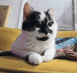 Found/Stray Unknown Cat last seen seaview ave, Jersey City, NJ 07305