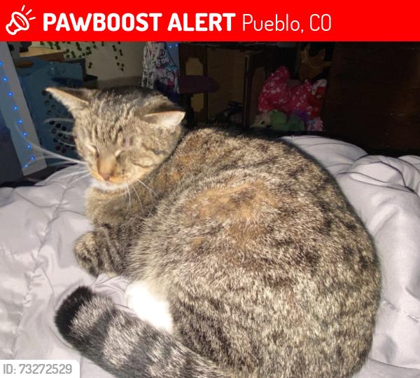 Lost Male Cat last seen East High School area, Pueblo, Pueblo, CO 81001