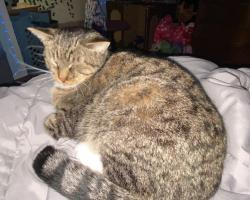 Lost Male Cat last seen East High School area, Pueblo, Pueblo, CO 81001