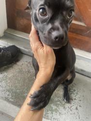 Reunited Female Dog last seen Hubbard Ct and Woodcliff St, Stamford, CT 06902