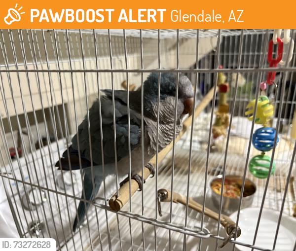 Found/Stray Unknown Bird last seen Copperwood, Glendale, AZ 85304