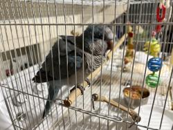 Found/Stray Unknown Bird last seen Copperwood, Glendale, AZ 85304
