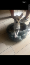 Lost Male Dog last seen Near N Black Canyon Highway, Phoenix, AZ 85051