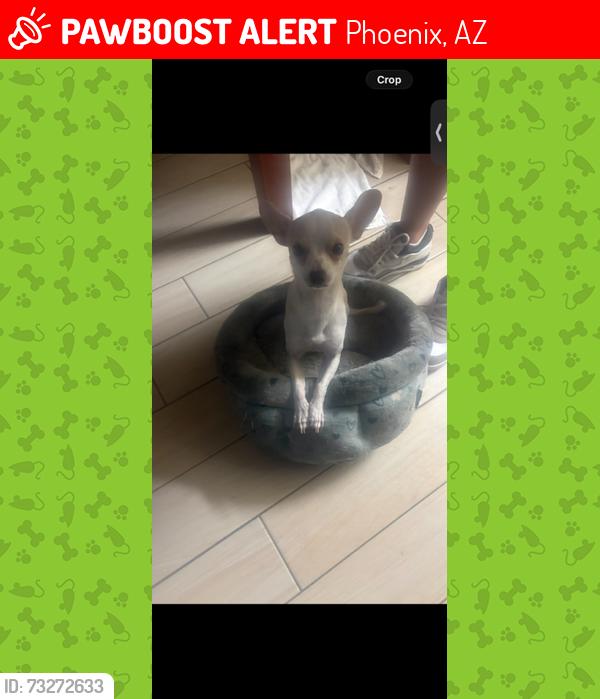 Lost Male Dog last seen Near N Black Canyon Highway, Phoenix, AZ 85051