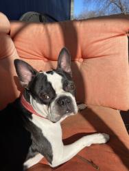Lost Male Dog last seen Front st, Grain Valley, MO 64029