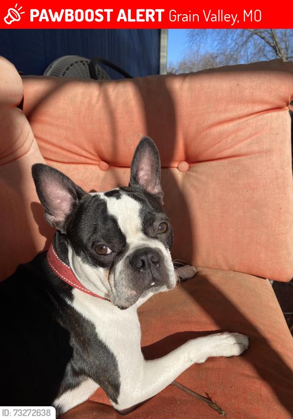 Lost Male Dog last seen Front st, Grain Valley, MO 64029