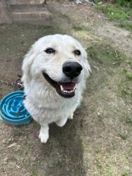 Reunited Female Dog last seen Pine lawn, Pine Lawn, MO 63120