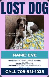 Lost Female Dog last seen 143rd and Lagrange heading south, Orland Park, IL 60462