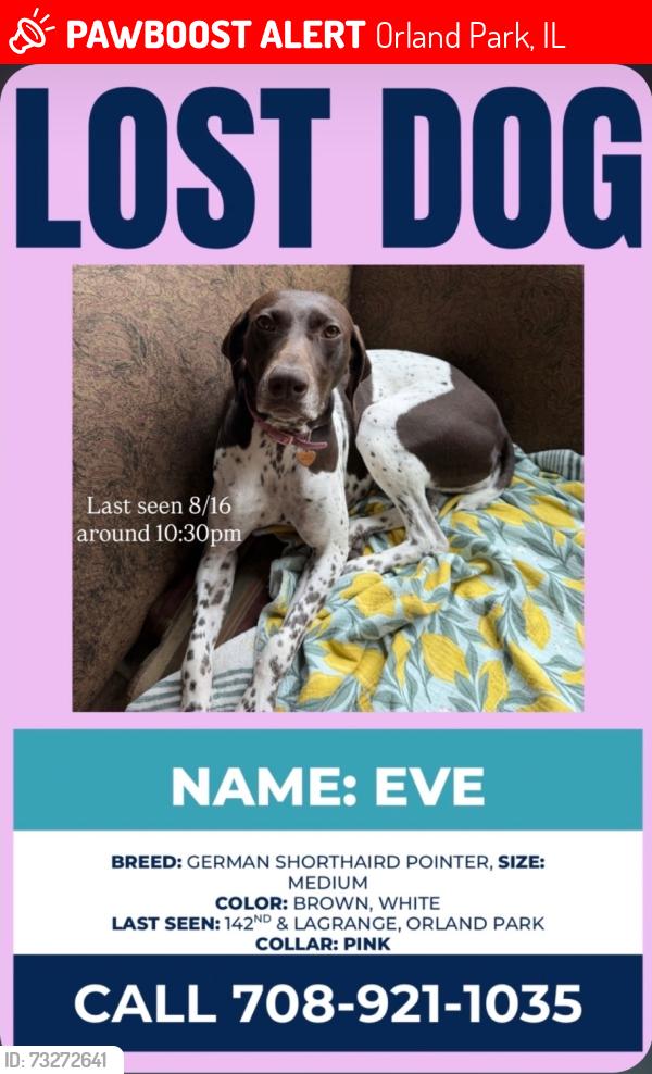 Lost Female Dog last seen 143rd and Lagrange heading south, Orland Park, IL 60462