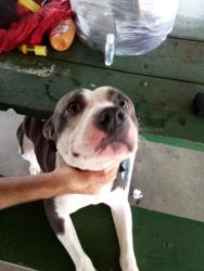 Found/Stray Male Dog last seen Union rescue mission, Wichita, KS 67219