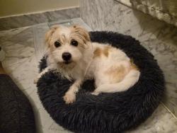 Reunited Female Dog last seen 14th St & Spring Rd. NW, Washington, DC 20010