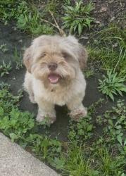 Reunited Male Dog last seen Gessner, Houston, TX 77071