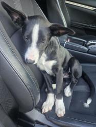 Found/Stray Female Dog last seen Century y San Pedro, Los Angeles, CA 90731