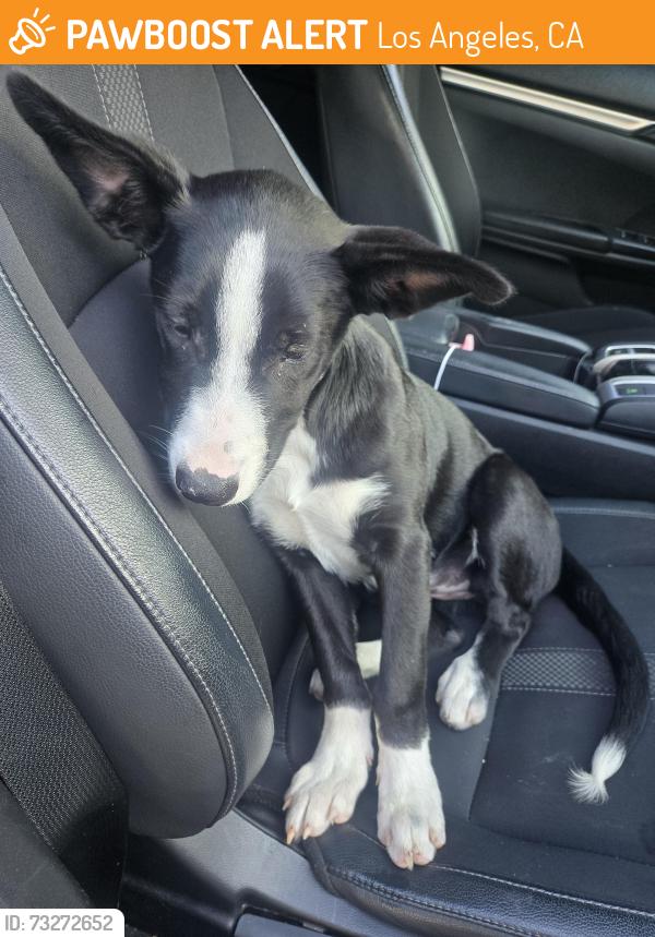 Found/Stray Female Dog last seen Century y San Pedro, Los Angeles, CA 90731