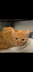 Reunited Male Cat last seen West 10th between avenue T and Avenue U, Brooklyn, NY 11223