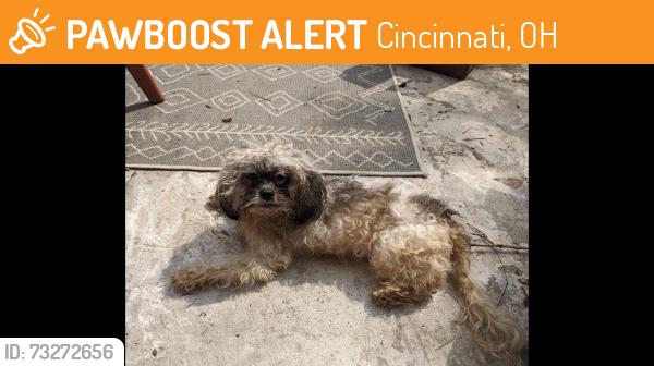 Found/Stray Male Dog last seen Carl Street and Beekman Avenue, Cincinnati, OH 45225