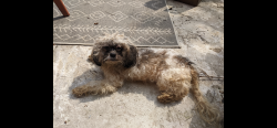 Found/Stray Male Dog last seen Carl Street and Beekman Avenue, Cincinnati, OH 45225