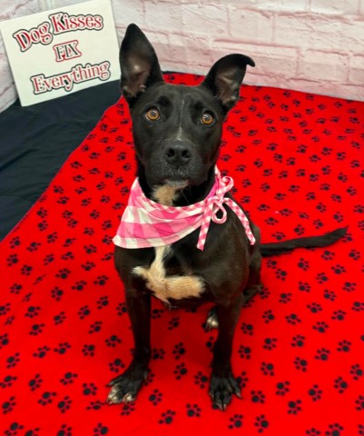 Shelter Stray Female Dog last seen Near BLOCK FAIRMOUNT DR, DETROIT MI 48205, 7401 Chrysler Dr, Detroit, MI 48211, USA