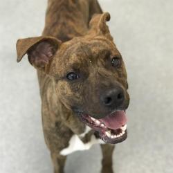 Shelter Stray Male Dog last seen Near, 2600 S Harding St, Indianapolis, IN 46221, USA
