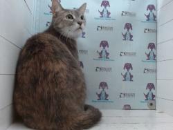 Shelter Stray Female Cat last seen , 2769 Conroy Rd, Orlando, FL 32839, USA